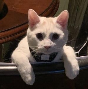 Meet your Posher, Lillian